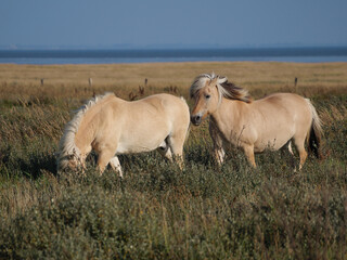 Obraz premium Die Insel Juist in der Nordsee