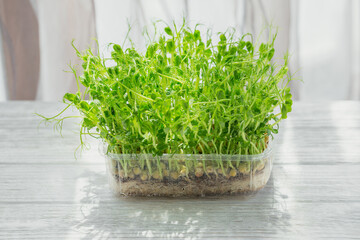 Organic pea microgreen sprouts growing in a plastic box in white background. Frash raw sprouts, micro greens, healthy food concept