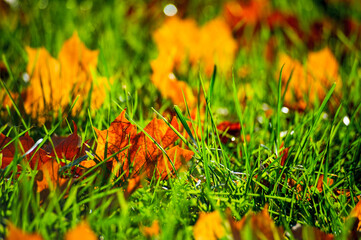 yellow grass on the ground