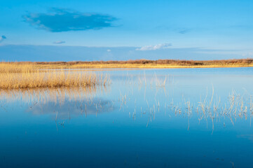 Calm wide river, fishing landscape. Reeds and kugai along the river bank.