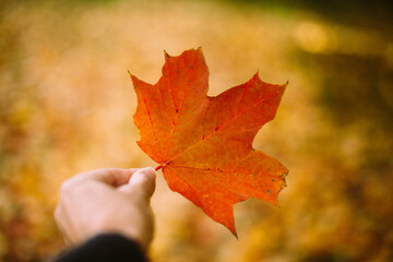 An orange maple leaf in a woman's hand against a background of yellow foliage in an autumn park. A close-up leaf, a woman's hand