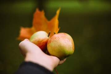 two green apples and a maple leaf in a woman's hand on the background of an autumn park. Autumn apple harvest