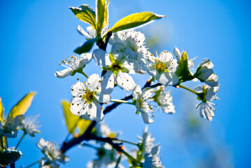 branch of a blossoming tree
