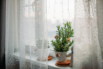 Christmas' flowers on window sill at home. succulents are decorated with Christmas toys. A garland hangs on the window. White tulle covers the window