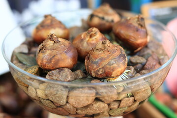 bulbes de fleurs
