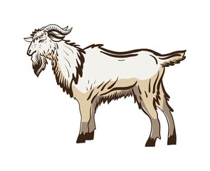 Naklejka na ściany i meble Goat hand drawn vector illustration realistic sketch