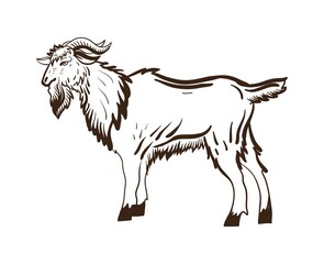 Naklejka na ściany i meble Linear sketch of an animal goat. Hand drawn vector illustration sketch