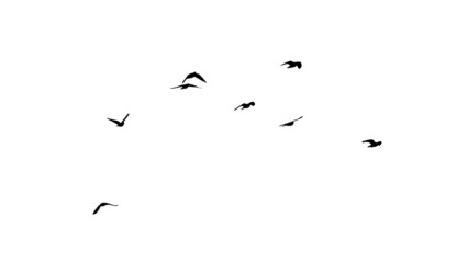 A large flock of flying birds. Free birds. Vector illustration