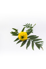 Beautiful Yellow Marigold Flower with green leaves isolated on white background