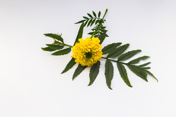 Beautiful Yellow Marigold Flower with green leaves isolated on white background