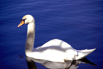 swan on the lake