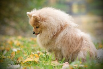 Portrait of sad unhappy little beautiful Pomeranian Spitz dog. Cute lonely dog is waiting alone for his owner in golden autumn park.