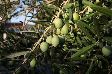 Green olives ripen on the branches of the tree