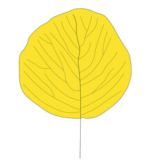 Vector of single bright yellow leaf in the fall time changing color. Autumn, seasonal, fall theme.
