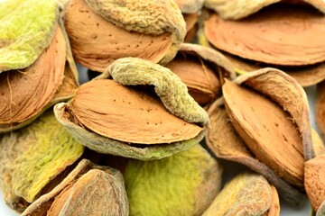 Un montón de almendras recién cogidas, aún en sus vainas