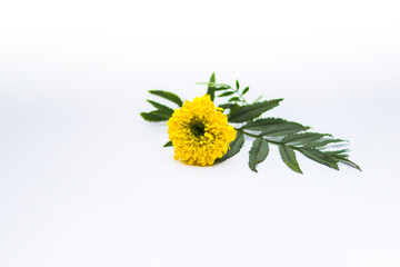 Yellow Marigold Flower with green leaves isolated on white background