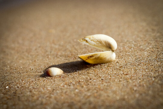 zwei Muscheln am Strand