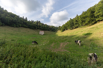 cow herding in the valley