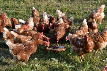 hühner in freilandhaltung