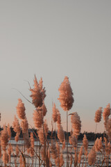 reeds in winter
