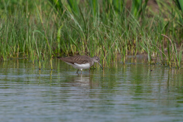 Green Sandpiper (Tringa ochropus) feeding in the lake is green in the background.