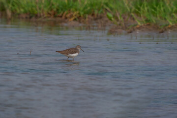 Green Sandpiper (Tringa ochropus) feeding in the lake is green in the background.