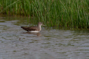 Green Sandpiper (Tringa ochropus) feeding in the lake is green in the background.