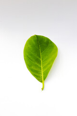 Single Green Jackfruit leaf isolated on white background
