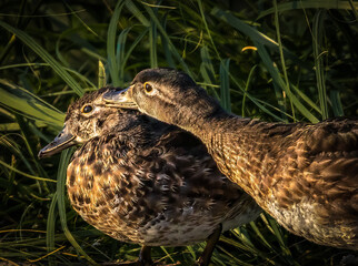 Close up image of two ducks standing on the shore of a pond in the setting sun. The one duck is reaching over to preen the other duck.