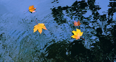 Fototapeta na wymiar colorful bright autumn leaves in water. autumn atmosphere image, natural background. fall season concept. top view
