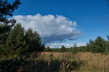 Obraz premium Scenery from a trip to the forest for mushrooms. September 2021.