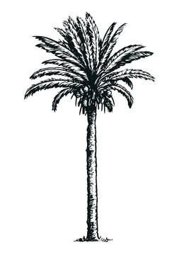 Palm sketch. Hand drawn vector illustration isolated on white background