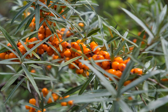 Ripe red berries of wild forest sea buckthorn. Sea buckthorn growing on a tree close up.