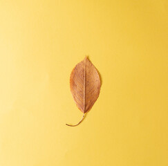 Yellow leaf on a yellow background. autumn concept.flat lay