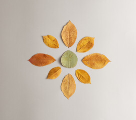 Autumn leaves in the shape of the sun on a gray background. Autumn concept.Flat lay