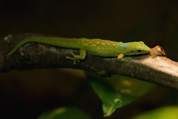green lizard on a tree