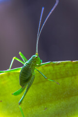 grasshopper on a green leaf