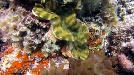 fish in aquarium