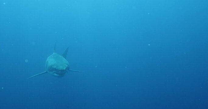 Great white shark swims head on to camera then veers off.