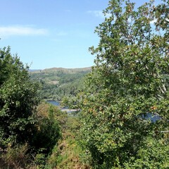 Bosque gallego con un río al fondo