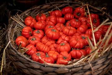 Wicker basket filled with ripe red tomatoes