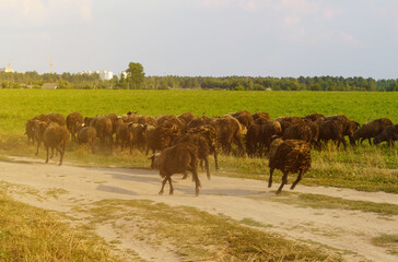 A flock of sheep graze in the field.