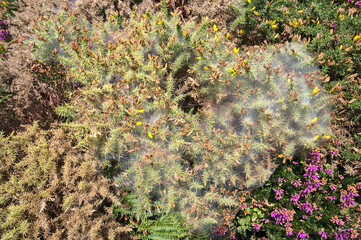 Nature decorated to Halloween. Beautiful view of yellow and purple flowering green spiky gorse (Ulex) plant covered with funnel or sperm spider web near rocks in Crone Woods, Co. Wicklow, Ireland