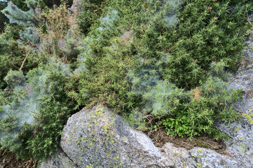 Nature decorated to Halloween. Beautiful wide angle view of green spiky gorse (Ulex) plant covered with funnel or sperm spider web near rocks in Barnaslingan Forest, Barnaslingan, Co. Dublin, Ireland