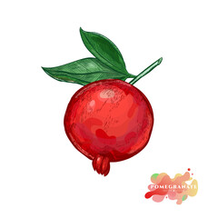 Red large pomegranate on a branch in a sketch style. Juicy ripe pomegranate fruit vector drawing. 