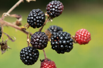 Close up of a bunch of blackberries