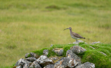 Nesting curlew on Mykines Island, Faroe Islands