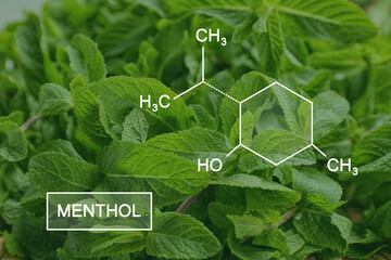 Illustration of menthol chemical formula and fresh aromatic green mint, closeup view