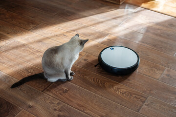Cat watching the work of the robot vacuum cleaner. Automated modern vacuum cleaner performs...