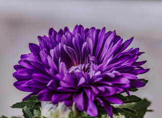 closeup of purple Chrysanthemum, mumingtons or chrysanths flower